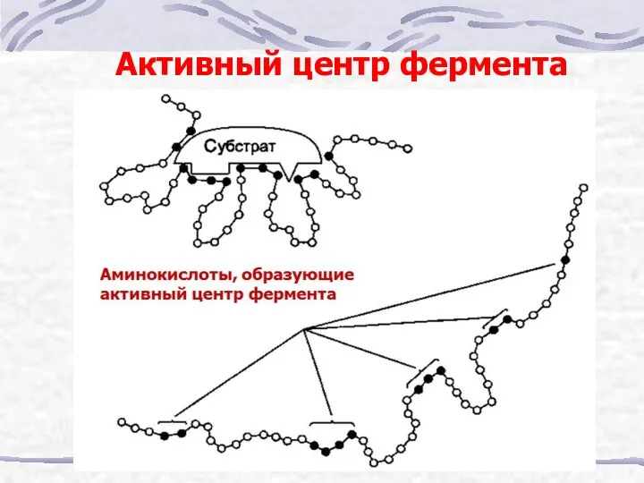 Активный центр фермента