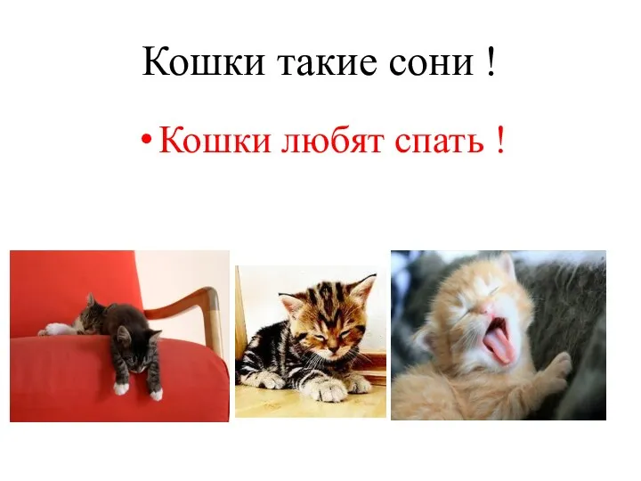 Кошки такие сони ! Кошки любят спать !