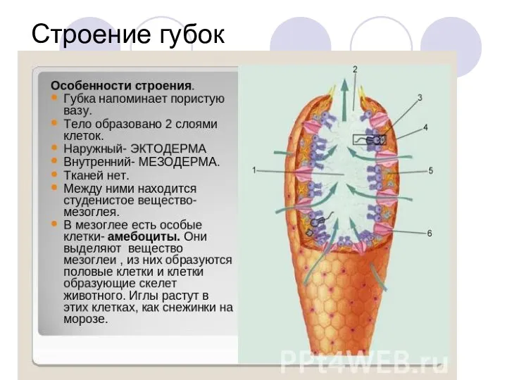 Строение губок