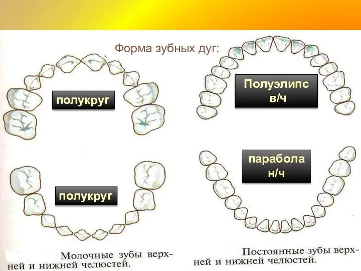 Форма зубных дуг: парабола н/ч Полуэлипс в/ч полукруг полукруг