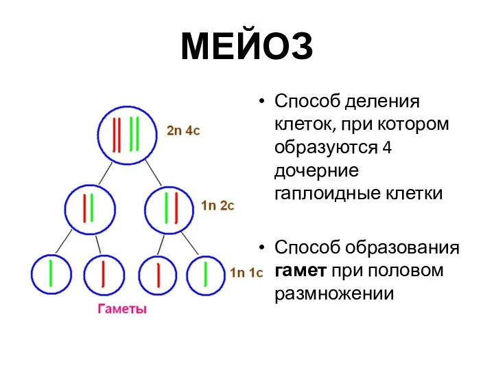МЕЙОЗ Способ деления клеток, при котором образуются 4 дочерние гаплоидные
