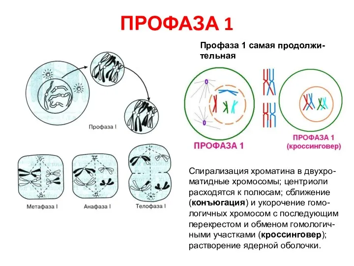 ПРОФАЗА 1 Профаза 1 самая продолжи-тельная Спирализация хроматина в двухро-матидные хромосомы; центриоли расходятся