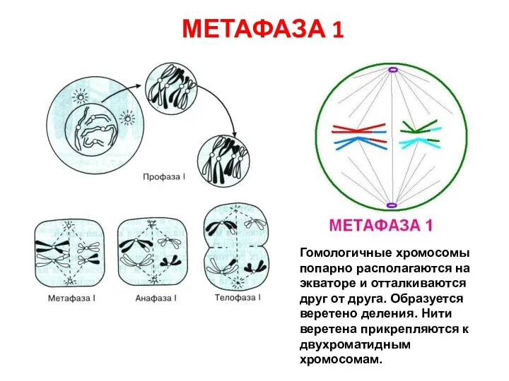 МЕТАФАЗА 1 Гомологичные хромосомы попарно располагаются на экваторе и отталкиваются друг от друга.
