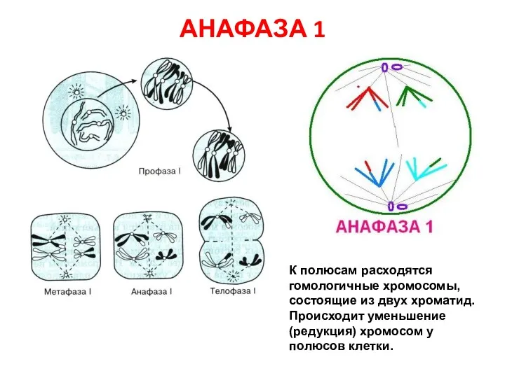 АНАФАЗА 1 К полюсам расходятся гомологичные хромосомы, состоящие из двух