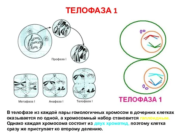 ТЕЛОФАЗА 1 В телофазе из каждой пары гомологичных хромосом в