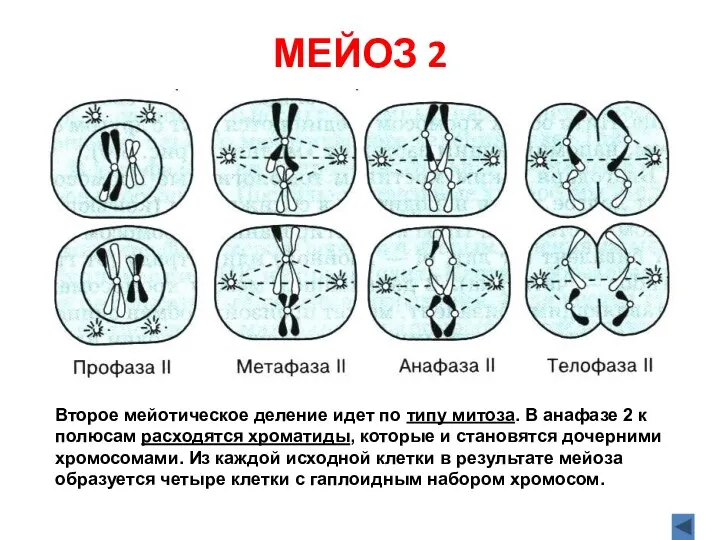 МЕЙОЗ 2 Второе мейотическое деление идет по типу митоза. В