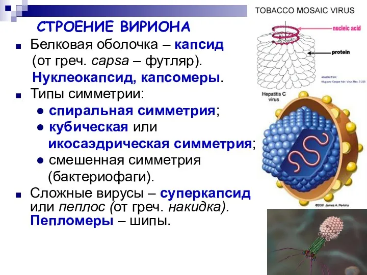 СТРОЕНИЕ ВИРИОНА Белковая оболочка – капсид (от греч. сapsa –