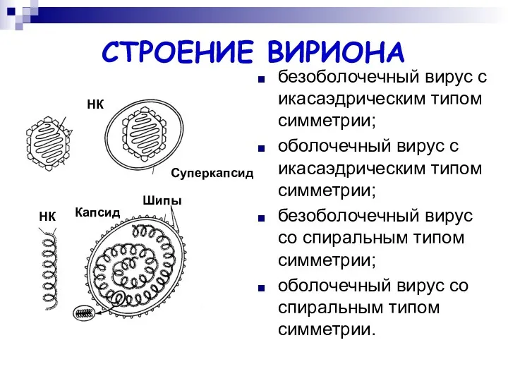 СТРОЕНИЕ ВИРИОНА безоболочечный вирус с икасаэдрическим типом симметрии; оболочечный вирус