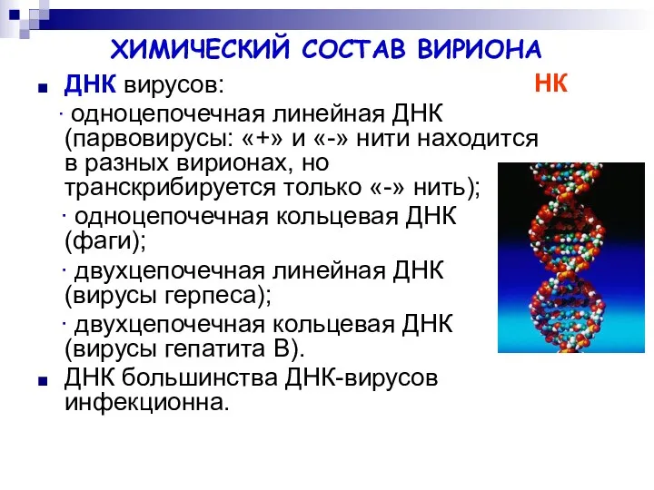 ХИМИЧЕСКИЙ СОСТАВ ВИРИОНА ДНК вирусов: ∙ одноцепочечная линейная ДНК (парвовирусы: