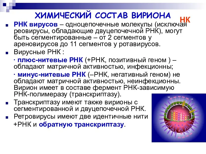 ХИМИЧЕСКИЙ СОСТАВ ВИРИОНА РНК вирусов – одноцепочечные молекулы (исключая реовирусы,