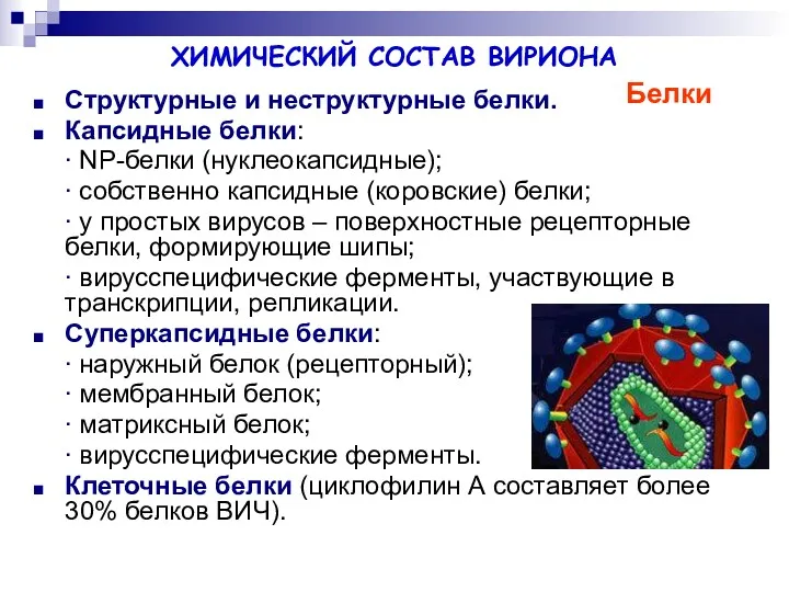 ХИМИЧЕСКИЙ СОСТАВ ВИРИОНА Структурные и неструктурные белки. Капсидные белки: ∙