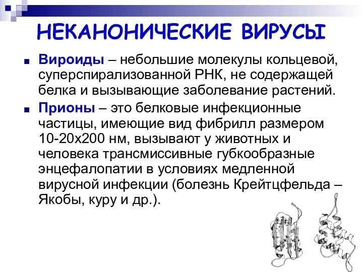 НЕКАНОНИЧЕСКИЕ ВИРУСЫ Вироиды – небольшие молекулы кольцевой, суперспирализованной РНК, не