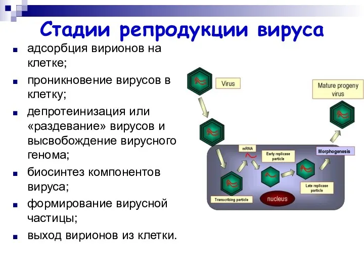 Стадии репродукции вируса адсорбция вирионов на клетке; проникновение вирусов в