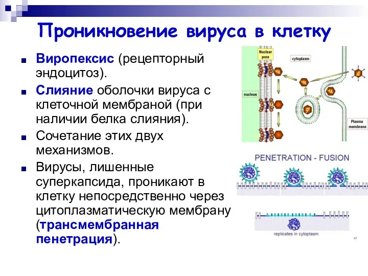 Проникновение вируса в клетку Виропексис (рецепторный эндоцитоз). Слияние оболочки вируса