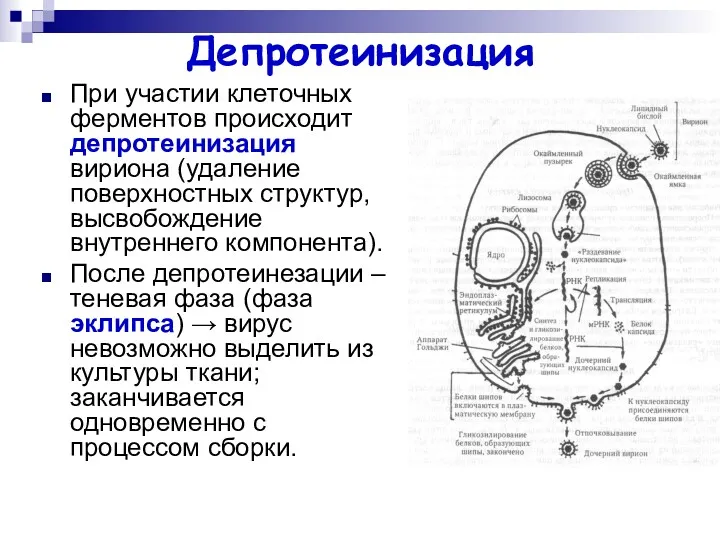 Депротеинизация При участии клеточных ферментов происходит депротеинизация вириона (удаление поверхностных