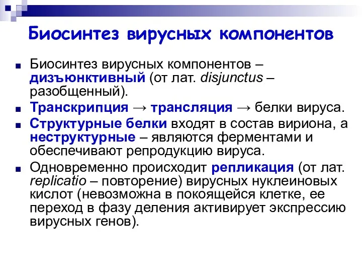 Биосинтез вирусных компонентов Биосинтез вирусных компонентов – дизъюнктивный (от лат.