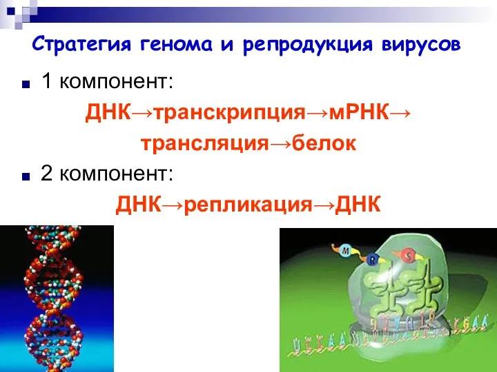 Стратегия генома и репродукция вирусов 1 компонент: ДНК→транскрипция→мРНК→ трансляция→белок 2 компонент: ДНК→репликация→ДНК