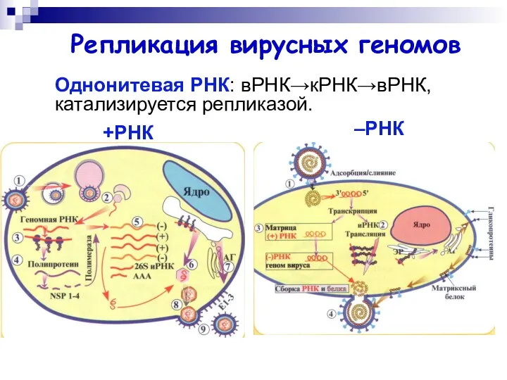 Однонитевая РНК: вРНК→кРНК→вРНК, катализируется репликазой. Репликация вирусных геномов +РНК –РНК