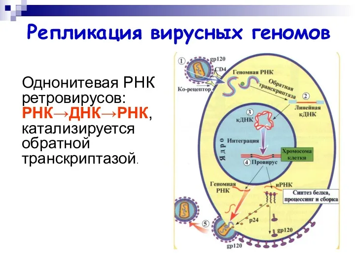 Однонитевая РНК ретровирусов: РНК→ДНК→РНК, катализируется обратной транскриптазой. Репликация вирусных геномов