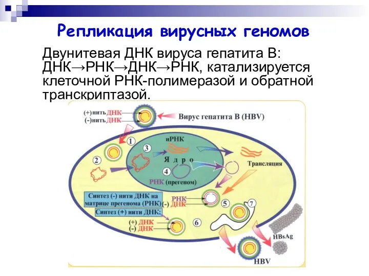 Двунитевая ДНК вируса гепатита В: ДНК→РНК→ДНК→РНК, катализируется клеточной РНК-полимеразой и обратной транскриптазой. Репликация вирусных геномов