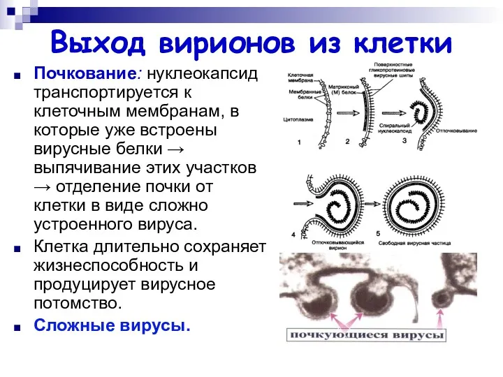 Выход вирионов из клетки Почкование: нуклеокапсид транспортируется к клеточным мембранам,