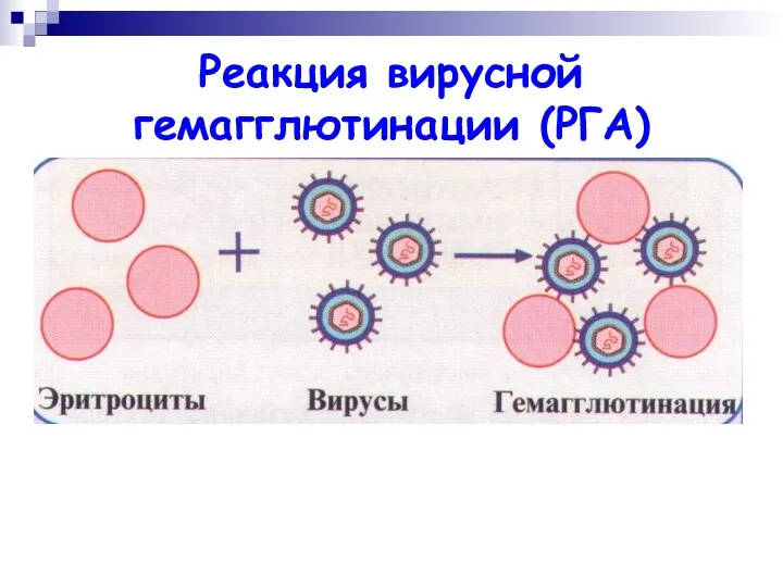 Реакция вирусной гемагглютинации (РГА)