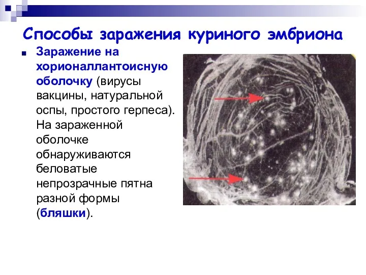 Способы заражения куриного эмбриона Заражение на хорионаллантоисную оболочку (вирусы вакцины,