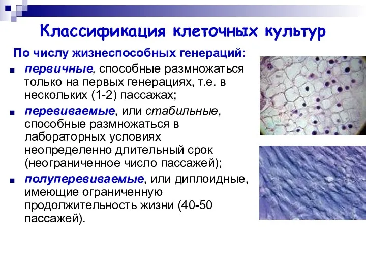 Классификация клеточных культур По числу жизнеспособных генераций: первичные, способные размножаться