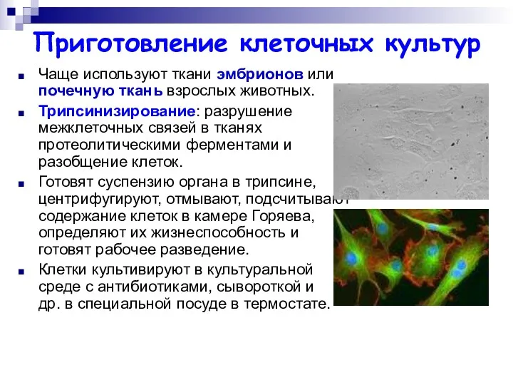 Приготовление клеточных культур Чаще используют ткани эмбрионов или почечную ткань