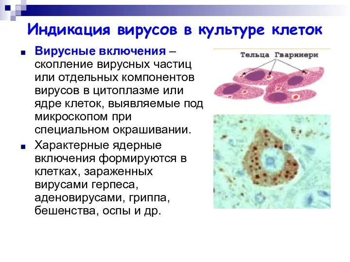 Индикация вирусов в культуре клеток Вирусные включения – скопление вирусных