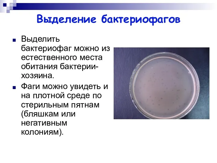 Выделение бактериофагов Выделить бактериофаг можно из естественного места обитания бактерии-хозяина.