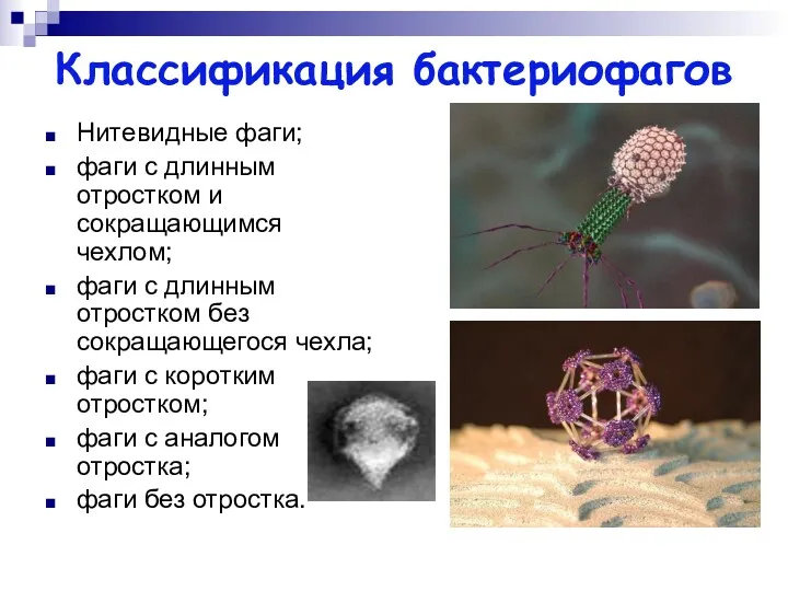 Классификация бактериофагов Нитевидные фаги; фаги с длинным отростком и сокращающимся