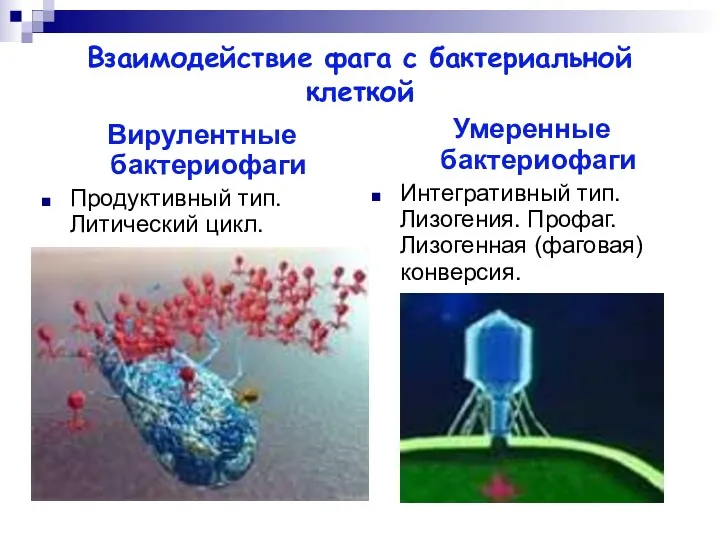 Взаимодействие фага с бактериальной клеткой Вирулентные бактериофаги Продуктивный тип. Литический