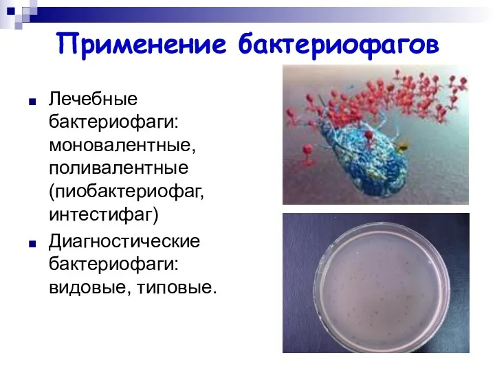 Применение бактериофагов Лечебные бактериофаги: моновалентные, поливалентные (пиобактериофаг, интестифаг) Диагностические бактериофаги: видовые, типовые.