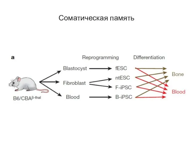 Клонирование. Соматическая память