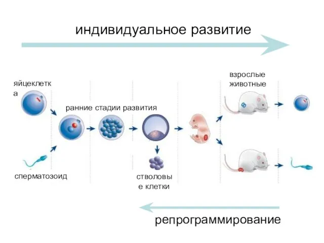 яйцеклетка сперматозоид ранние стадии развития стволовые клетки взрослые животные индивидуальное развитие репрограммирование
