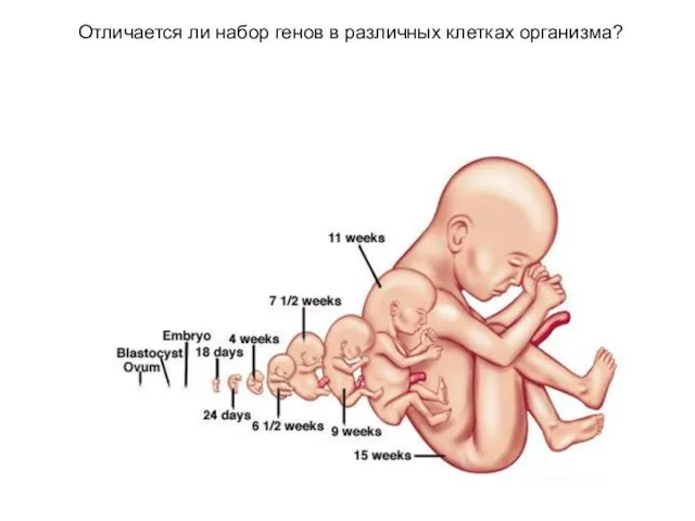 Отличается ли набор генов в различных клетках организма?