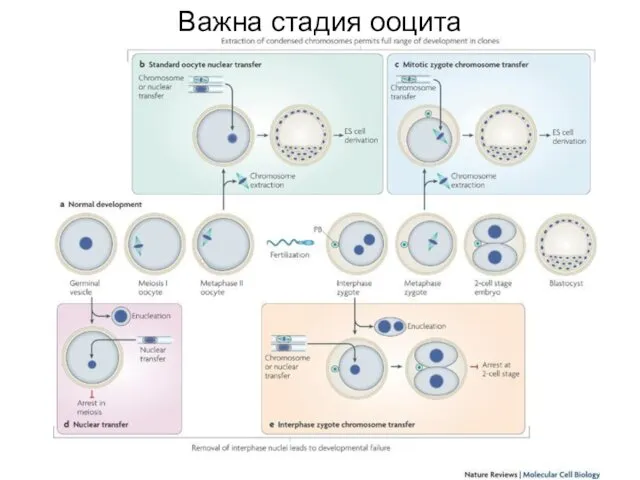 Важна стадия ооцита