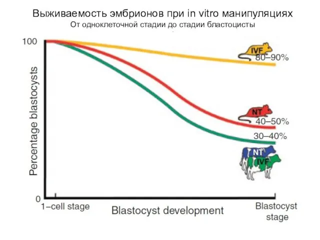 Выживаемость эмбрионов при in vitro манипуляциях От одноклеточной стадии до стадии бластоцисты