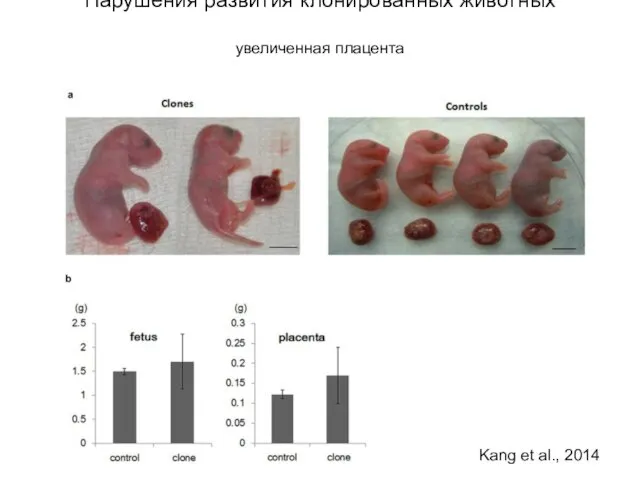 Нарушения развития клонированных животных увеличенная плацента Kang et al., 2014