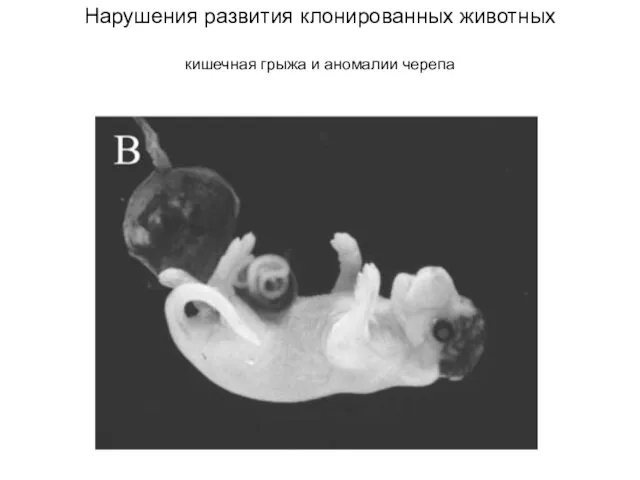 Нарушения развития клонированных животных кишечная грыжа и аномалии черепа