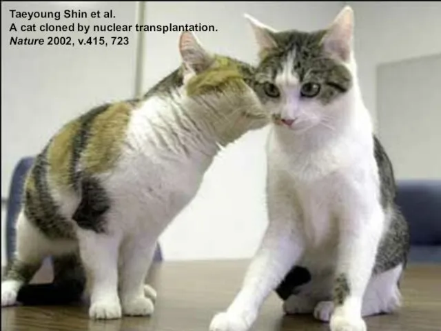 Taeyoung Shin et al. A cat cloned by nuclear transplantation. Nature 2002, v.415, 723