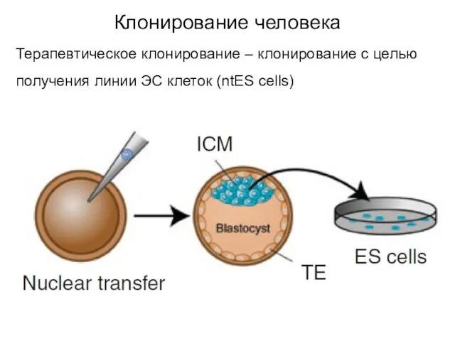 Терапевтическое клонирование – клонирование с целью получения линии ЭС клеток (ntES cells) Клонирование человека
