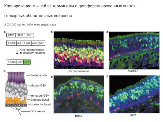 Клонирование мышей из терминально дифференцированных клеток – сенсорных обонятельных нейронов 2 000 000