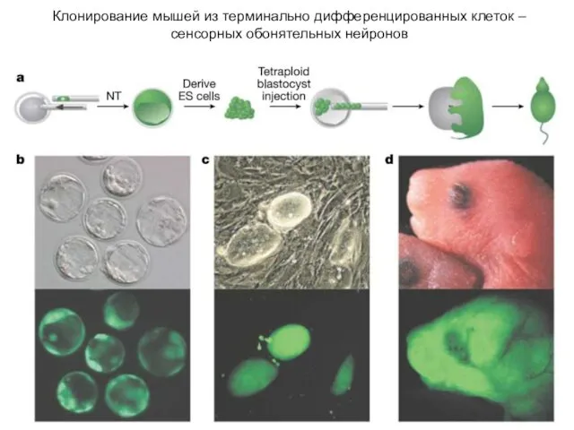 Клонирование мышей из терминально дифференцированных клеток – сенсорных обонятельных нейронов