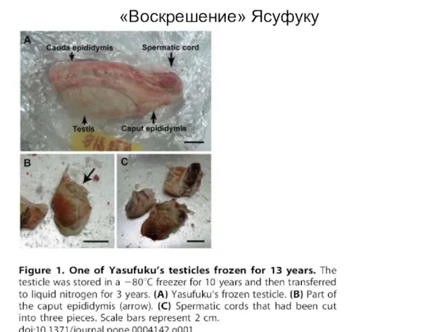 «Воскрешение» Ясуфуку