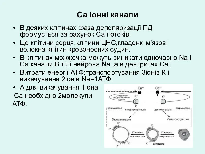 Са іонні канали В деяких клітинах фаза деполяризації ПД формується