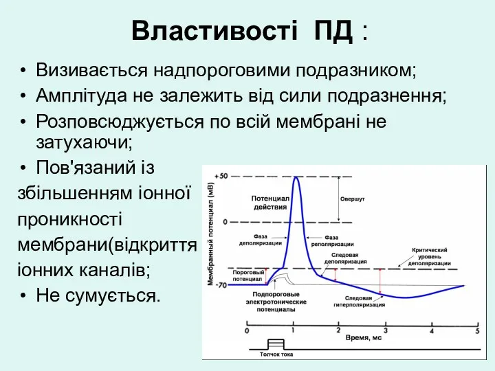 Властивості ПД : Визивається надпороговими подразником; Амплітуда не залежить від