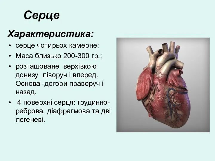 Серце Характеристика: серце чотирьох камерне; Маса близько 200-300 гр.; розташоване