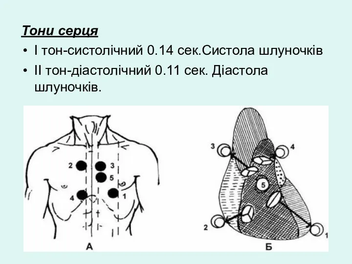 Тони серця І тон-систолічний 0.14 сек.Систола шлуночків ІІ тон-діастолічний 0.11 сек. Діастола шлуночків.